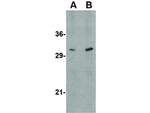 ATG12 Antibody in Western Blot (WB)
