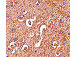 ATG12 Antibody in Immunohistochemistry (Paraffin) (IHC (P))