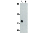 ATG12 Antibody in Western Blot (WB)