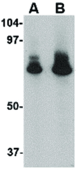 ATG16 Antibody in Western Blot (WB)