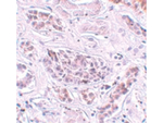 ATG3 Antibody in Immunohistochemistry (Paraffin) (IHC (P))