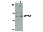 ATG3 Antibody in Western Blot (WB)