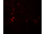 ATG4B Polyclonal Antibody