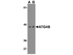 ATG4B Antibody in Western Blot (WB)