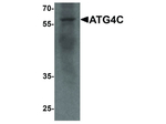 ATG4C Antibody in Western Blot (WB)