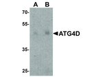 ATG4D Polyclonal Antibody