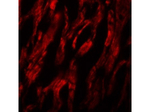 ATG9A Polyclonal Antibody
