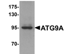 ATG9A Antibody in Western Blot (WB)