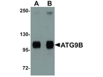 ATG9B Antibody in Western Blot (WB)