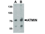 ATMIN Antibody in Western Blot (WB)