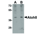 ATOH8 Antibody in Western Blot (WB)