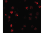 ATP11A Antibody in Immunocytochemistry (ICC/IF)