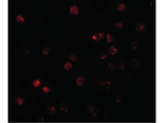 ATP11B Antibody in Immunocytochemistry (ICC/IF)