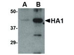 Avian Influenza Hemagglutinin Polyclonal Antibody