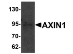 AXIN1 Antibody in Western Blot (WB)