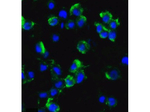 AXIN2 Antibody in Immunocytochemistry (ICC/IF)