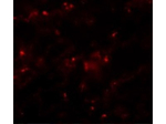 AXIN2 Antibody in Immunocytochemistry (ICC/IF)
