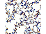 AXIN2 Antibody in Immunohistochemistry (Paraffin) (IHC (P))