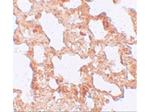AXIN2 Antibody in Immunohistochemistry (Paraffin) (IHC (P))