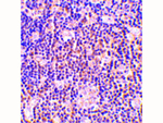 BAG1 Antibody in Immunohistochemistry (Paraffin) (IHC (P))