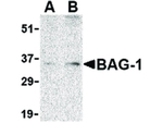 BAG1 Antibody in Western Blot (WB)
