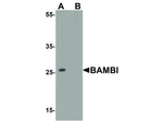 BAMBI Antibody in Western Blot (WB)