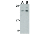 BANF1 Antibody in Western Blot (WB)