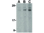 BANF1 Antibody in Western Blot (WB)