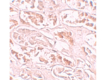 BANP Antibody in Immunohistochemistry (Paraffin) (IHC (P))