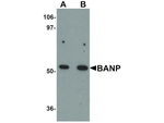 BANP Antibody in Western Blot (WB)