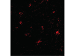 BAP3 Polyclonal Antibody