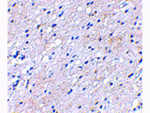 BAP3 Antibody in Immunohistochemistry (Paraffin) (IHC (P))