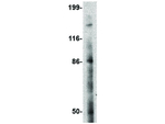 BAP3 Antibody in Western Blot (WB)