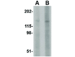 BAP3 Antibody in Western Blot (WB)