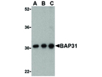 BAP31 Antibody in Western Blot (WB)