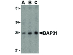 BAP31 Antibody in Western Blot (WB)