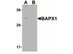 BAPX1 Antibody in Western Blot (WB)