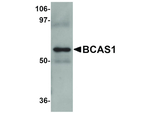 BCAS1 Antibody in Western Blot (WB)