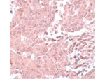 BCAS3 Antibody in Immunohistochemistry (Paraffin) (IHC (P))