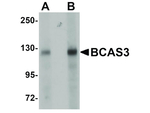BCAS3 Antibody in Western Blot (WB)