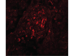 BCAS4 Polyclonal Antibody