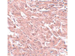 BCAS4 Antibody in Immunohistochemistry (Paraffin) (IHC (P))