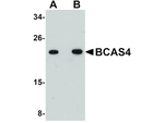 BCAS4 Antibody in Western Blot (WB)