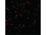 BCL10 Antibody in Immunocytochemistry (ICC/IF)