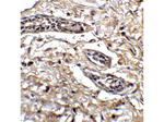 BCL9L Antibody in Immunohistochemistry (Paraffin) (IHC (P))