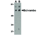 BCL-RAMBO Antibody in Western Blot (WB)
