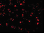 BECLIN1 Antibody in Immunocytochemistry (ICC/IF)