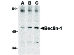 BECLIN1 Antibody in Western Blot (WB)