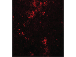 BFAR Polyclonal Antibody