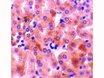 BFL1 Antibody in Immunohistochemistry (Paraffin) (IHC (P))